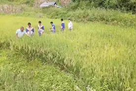 云南“直过民族”青年扎培丨从刀耕火种到上网带货图片