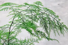 文竹春季养护有讲究，做好这4点，叶片翠绿不发黄，枝条旺盛图片
