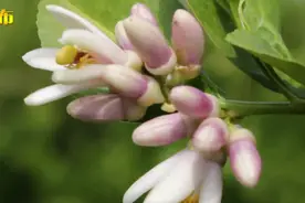 淡淡紫色，清香沁人！柠檬花你见过吗？图片