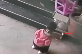 两岁男童与眼镜蛇对峙1分钟，蛇为什么没攻击他？被咬后怎么处理图片