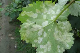 治霜霉病，用什么配方最好？我推荐用霜霉威加氰霜唑，效果是真好图片