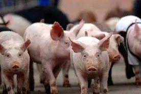 美国又不吃猪肉，为什么会成为世界养猪强国？是准备卖给我们吗？图片