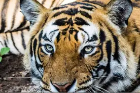 虎王曼谷算是完蛋了，在车轮战中受到重创，狼狈地四处逃命图片