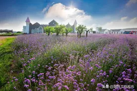 心中的普罗旺斯，30元畅游连理岛紫色花海！图片