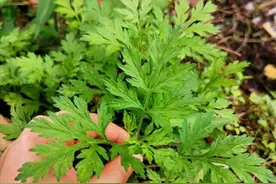 学姐来了｜春暖花开，吃青团啦！图片