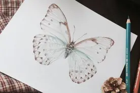 彩铅教程 | 爱蜜教您如何画出透亮的蝴蝶标本？图片