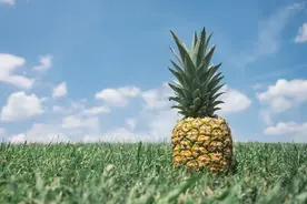 孔融让菠萝，不让梨？菠萝为什么是 Pineapple ?图片