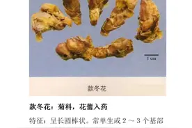 200多味中药材彩图谱（上），带图带功效，转给身边需要的人图片