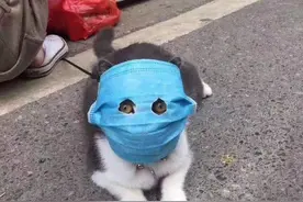 所有的网红猫，都逃不过这个“沙雕”歪果仁的魔爪图片