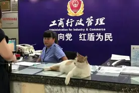 橘猫当上了“公务员”，业务能力出色，走上了猫生巅峰啊图片