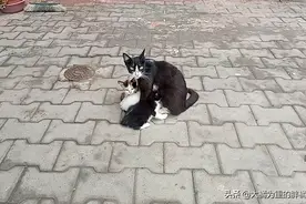 流浪猫上门求助，亲自送来4只小猫，它却转身离去，两年来了三次图片