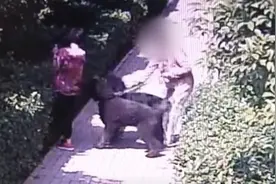 河南80岁老人被狗咬伤！禁养犬转身成了心理辅导犬，这是什么犬？图片