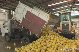 巴威生物科技：蜜柚废果“变废为宝”，日处理50吨左右图片