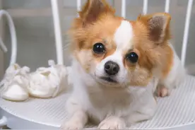 肠胃知识处理：狗狗便秘怎么办？3个实用措施帮助尽快恢复图片