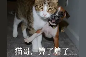 学别人遛猫，猫直接死在我怀里图片