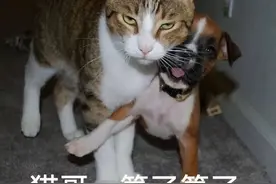 学别人遛猫，猫直接死在我怀里图片