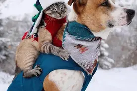 这一猫一狗“仗剑走天涯”的生活，让我原地酸成了柠檬树！图片