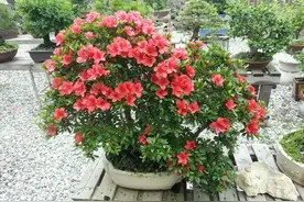 我用高压水枪冲洗的夏鹃盆景桩头，怎么上盆养护不死？图片