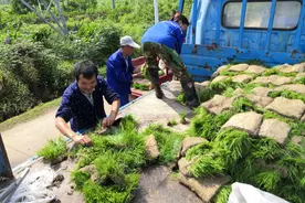 安徽合肥插秧忙 种粮大户机械插秧一季度省出15万元图片