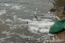 江津人注意了！这样钓鱼是违法的图片