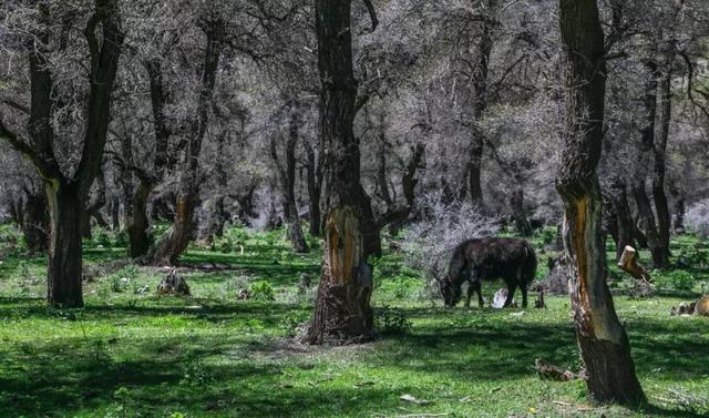 刷新你对茶马古道的认知，穿越川滇藏景观长廊