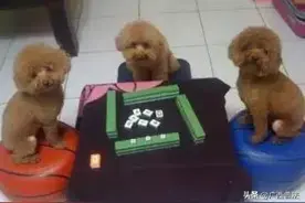 过年了，麻将打多大算违法？这些标准请牢记！图片