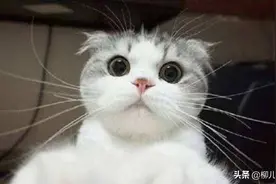 可爱又实用的猫咪“胡须”你真的了解吗？不要轻易揪拽猫“胡须”图片