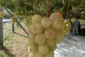 葡萄果实出现斑点、果锈、霉点、开裂，种植户如何来预防才好？图片