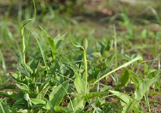 高温高湿病害多侵染半夏常见病害症状及防治方案看这里