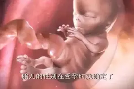 生男生女能人为控制吗？揭秘胎儿性别发育过程图片