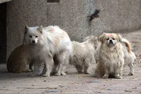 这5种宠物狗最容易被弃养，网友：当狗太难了，究竟是哪里不香？图片