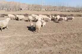 养羊户很担心的问题妊娠母羊流产，发病原因非常多，预防是关键图片