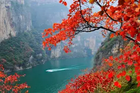 红叶观赏期来了，约吗?图片