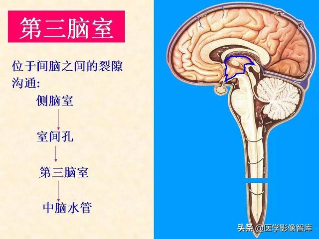脑干、小脑及间脑解剖
