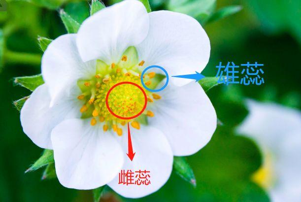 00之间,授粉的方法很简单,就是用授粉刷子在草莓的雄蕊与雌蕊之间轻轻