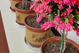 技术含量很高，操作极易成功，让叶仙嫁接蟹爪兰养成花树图片