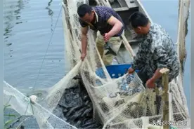 20年前引入国内走红，北方难养成，却在珠江泛滥，连鱼卵都吃图片