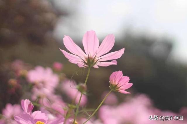 果粉和果冻哪个减肥最好 2026年果粉和果冻哪个减肥最好一点