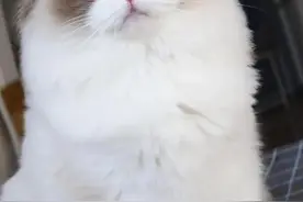 我的猫咪为什么经常呕吐？图片