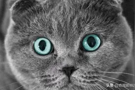 为什么主人睡着时，猫会一直盯着主人看，说出来不敢相信图片