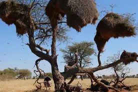非洲巨型鸟巢，重达1吨，为啥没有人上去掏鸟蛋？你看上面住的谁图片