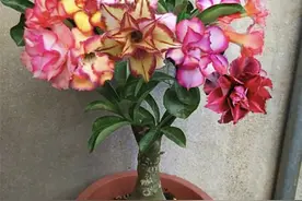 秋季怎么养殖沙漠玫瑰？狠心做好4件事，开花多又漂亮图片