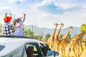 豪掷250亿的游乐园！把水上乐园和动物世界搬进酒店，溜娃好去处图片