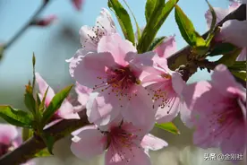 花开了。。。图片