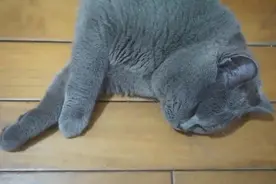 猫咪被困家中73天，独自顽强求生，再见主人时，它哭得泪流满面图片