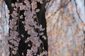 徐 枫：樱花纷飞遍路时图片
