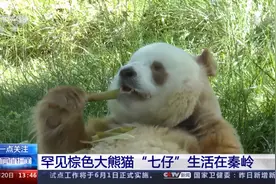 棕色的“七仔”、人工繁育的“四小只”陕西这里的大熊猫有点特别图片
