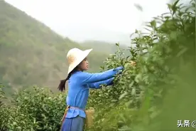 “出彩新人说”短视频大赛优秀作品展播｜《我在茶乡等你来喝茶》​图片