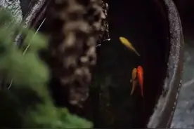 中式庭院心中的一方山水——老缸图片