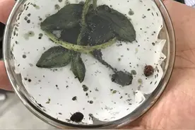 人工培育瓢虫　 　田间大展身手图片